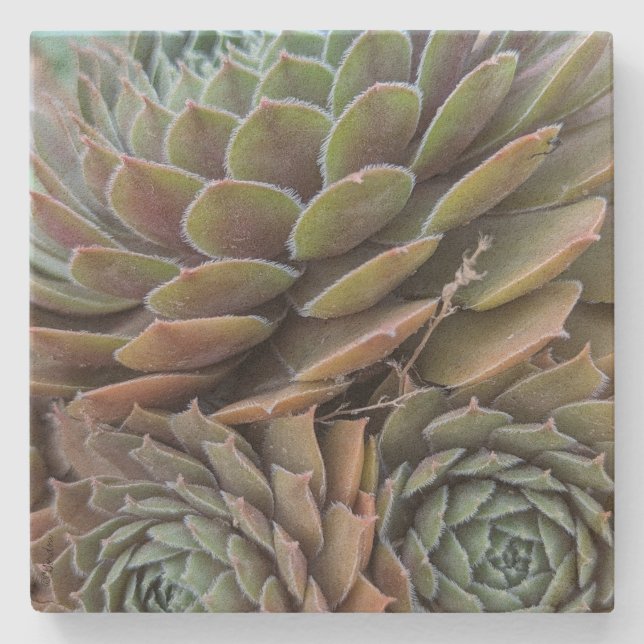 Fractal Succulents Stone Coaster (Front)