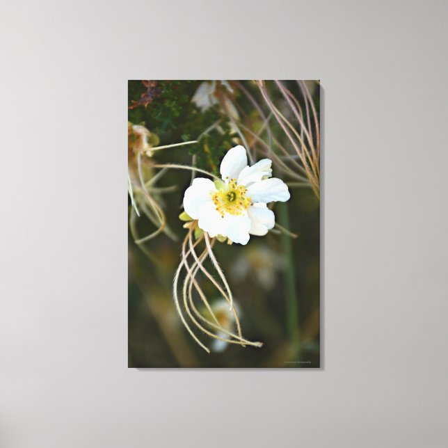 Fragile Desert Bloom Canvas Print (Front)