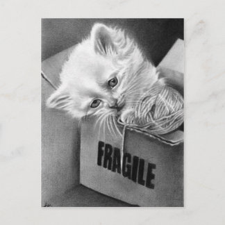 Fragile Kitty box Postcard