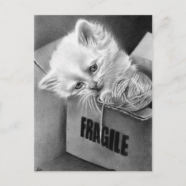 Fragile Kitty box Postcard (Front)