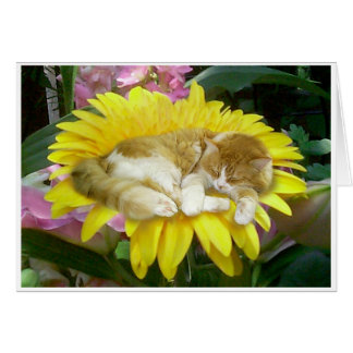 Fragile Spring Cards