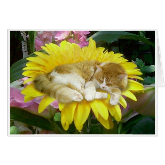 Fragile Spring Cards (Front Horizontal)