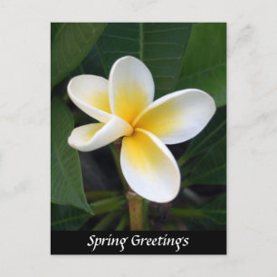 Fragipani flower, Spring Greetings, Nature Postcard