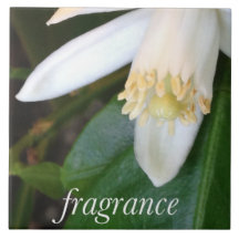 Fragrance ceramic tile - DesignDElia