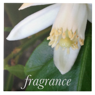 Fragrance ceramic tile - DesignDElia