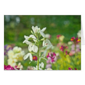 Fragrance Garden (Front Horizontal)
