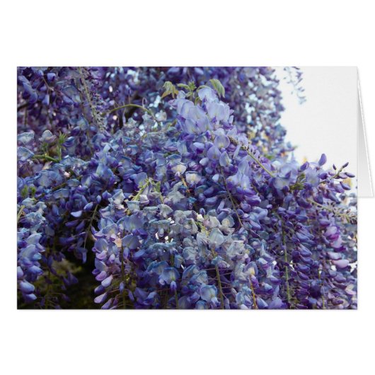 Fragrance in Blue Cards (Front Horizontal)