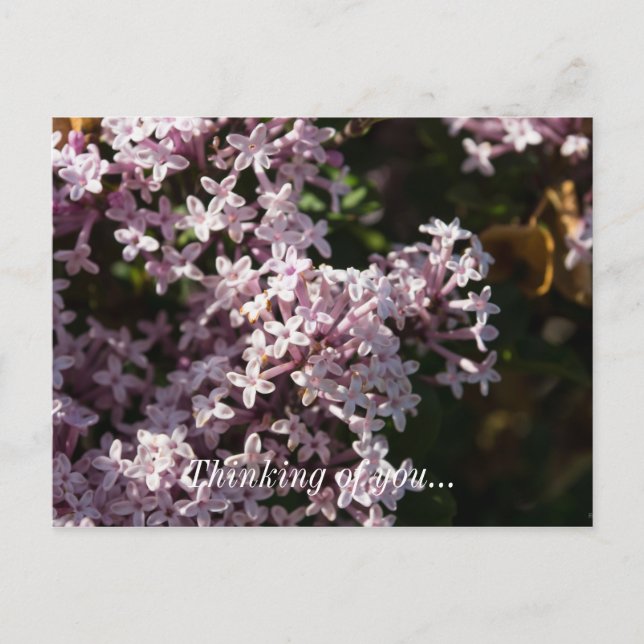 Fragrant Lilac Thinking Of You Postcard (Front)