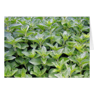 Fragrant Oregano Cards