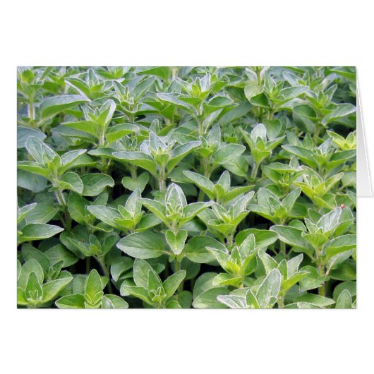 Fragrant Oregano Cards (Front Horizontal)