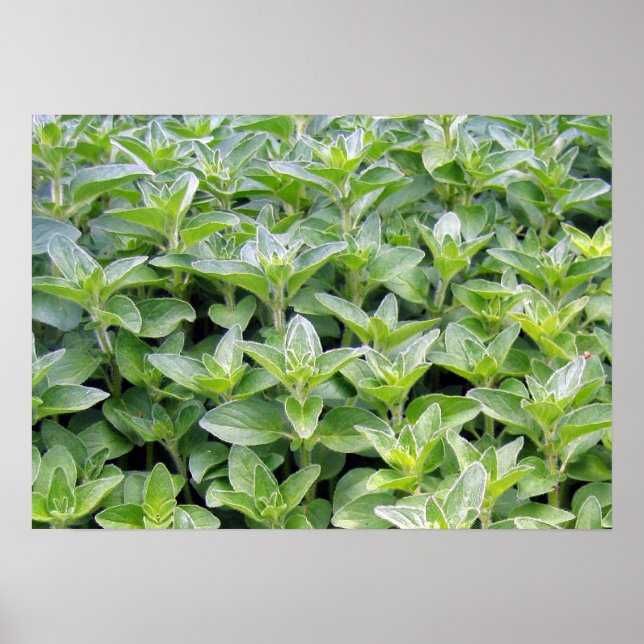 Fragrant Oregano Poster (Front)
