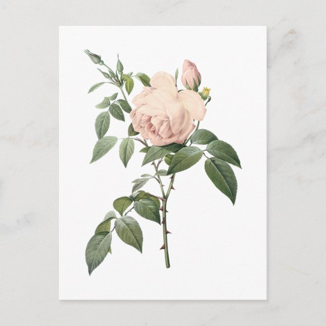 fragrant tea rose by Redouté Postcard (Front)