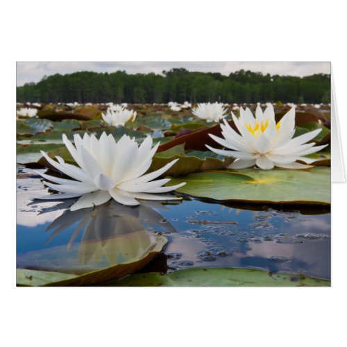 Fragrant Water Lily Nymphaea Odorata On Caddo