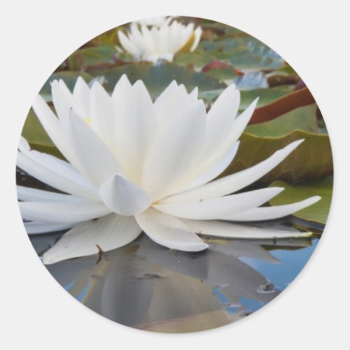 Fragrant Water Lily Nymphaea Odorata On Caddo Classic Round Sticker