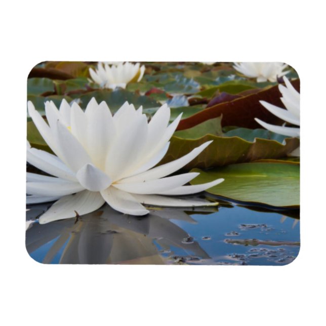 Fragrant Water Lily (Nymphaea Odorata) On Caddo Magnet (Horizontal)
