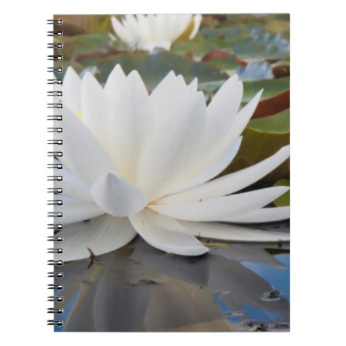 Fragrant Water Lily Nymphaea Odorata On Caddo Notebook