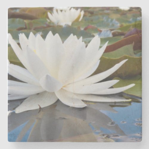 Fragrant Water Lily Nymphaea Odorata On Caddo Stone Coaster