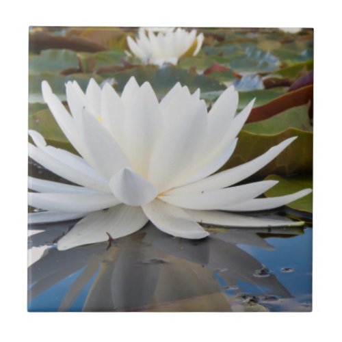 Fragrant Water Lily Nymphaea Odorata On Caddo Tile