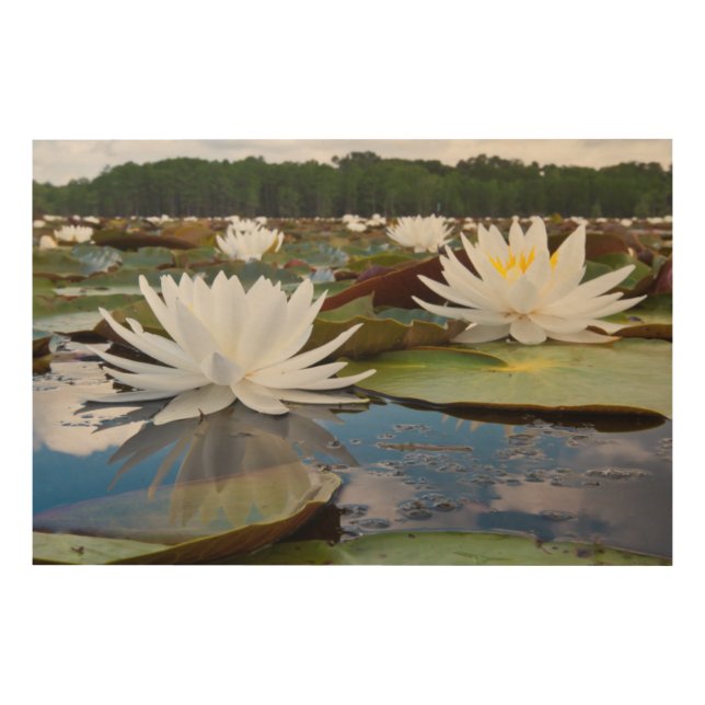 Fragrant Water Lily (Nymphaea Odorata) On Caddo Wood Wall Art (Front)
