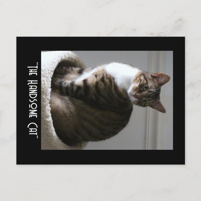 Frak the handsome cat Postcard (Front)