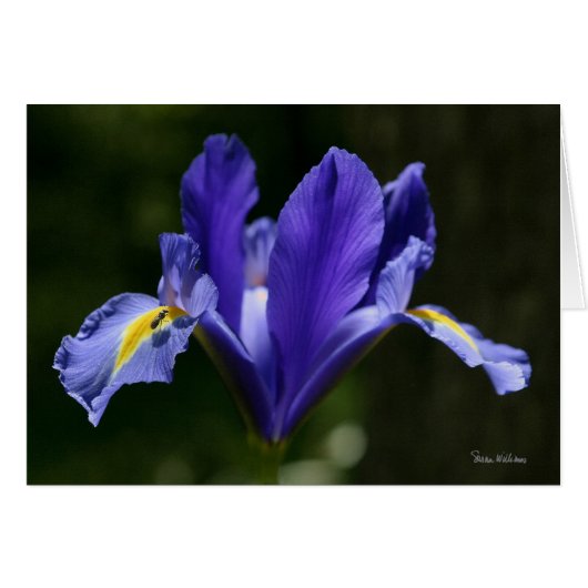 Frameable Art Card (Front Horizontal)