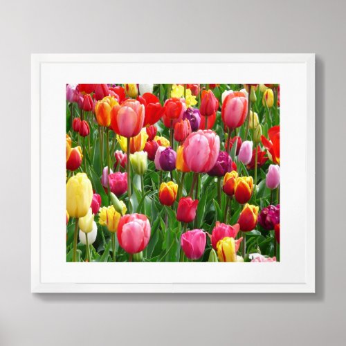 Framed Tulips Poster