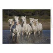 France, Camargue. Horses run (Front Horizontal)