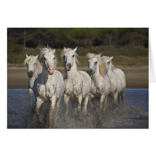 France, Camargue. Horses run (Front Horizontal)