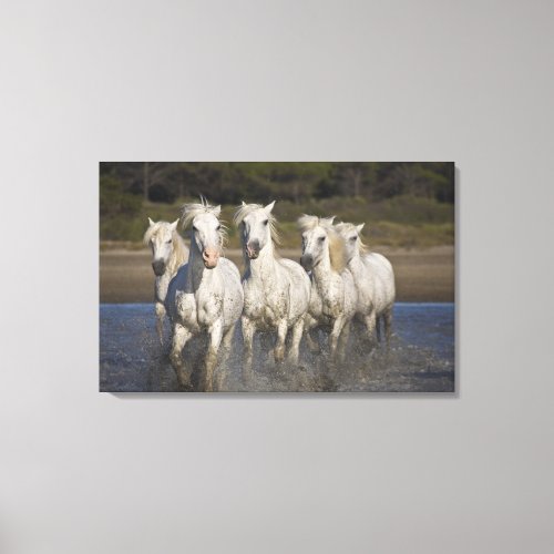 France Camargue Horses run through the 2 Canvas Print