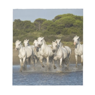 France, Camargue. Horses run through the estuary 3 Notepad