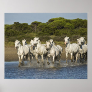 France, Camargue. Horses run through the estuary 3 Poster