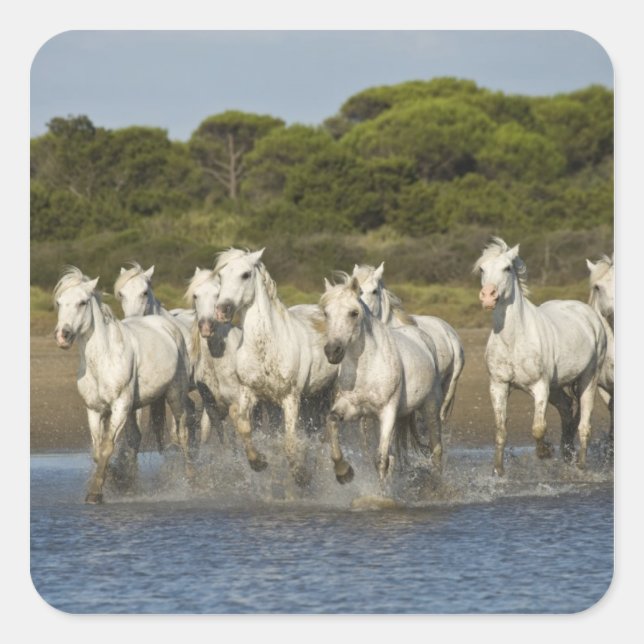 France, Camargue. Horses run through the estuary 3 Square Sticker (Front)