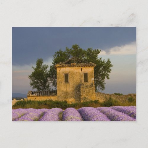France Provence Field of lavender and Postcard