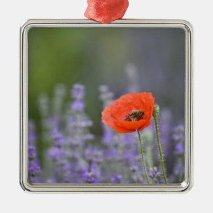 France, Provence. Lone poppy in field of Metal Ornament