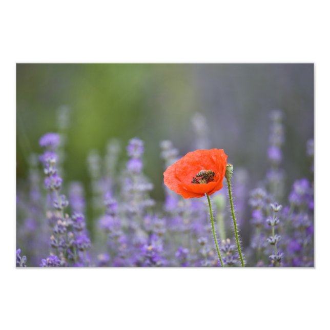 France, Provence. Lone poppy in field of Photo Print (Front)