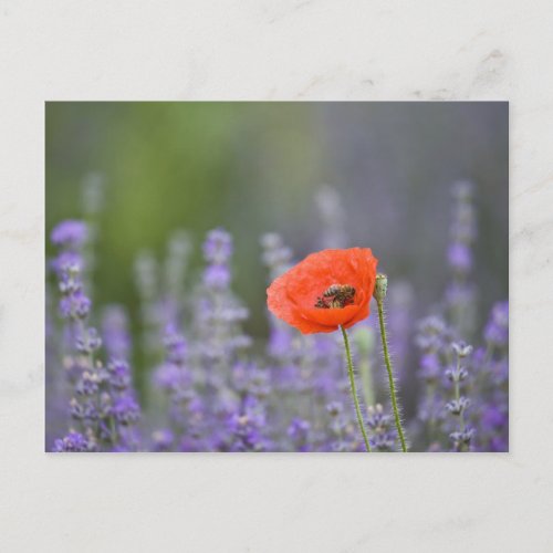 France Provence Lone poppy in field of Postcard