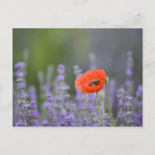 France, Provence. Lone poppy in field of Postcard