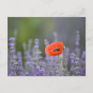 France, Provence. Lone poppy in field of Postcard