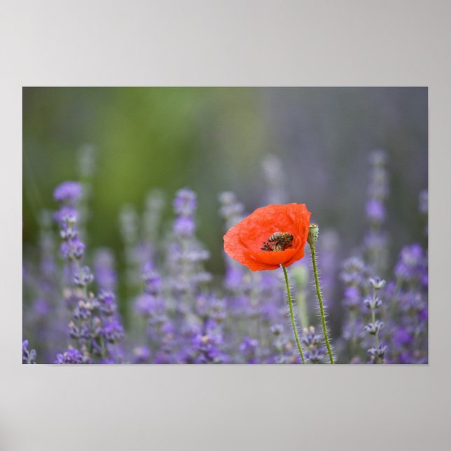 France, Provence. Lone poppy in field of Poster (Front)