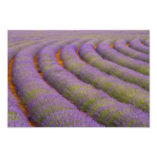 France, Provence region. Curved rows of Photo Print (Front)