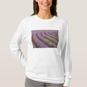 France, Provence region. Curved rows of T-Shirt