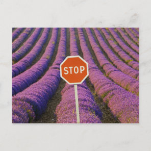 France, Provence. Rows of lavender and stop Postcard
