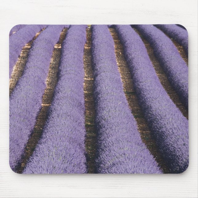 France, Provence. Rows of lavender in bloom. 2 Mouse Pad (Front)