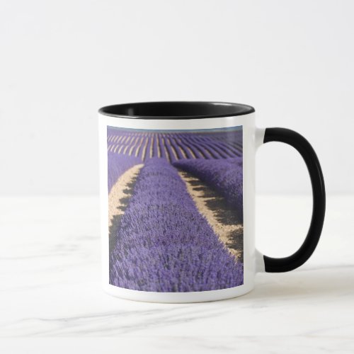 France Provence Rows of lavender in bloom 3 Mug