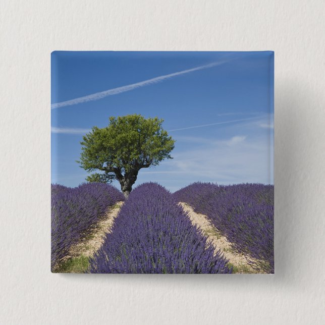 France, Provence. Rows of lavender in bloom. 4 Button (Front)