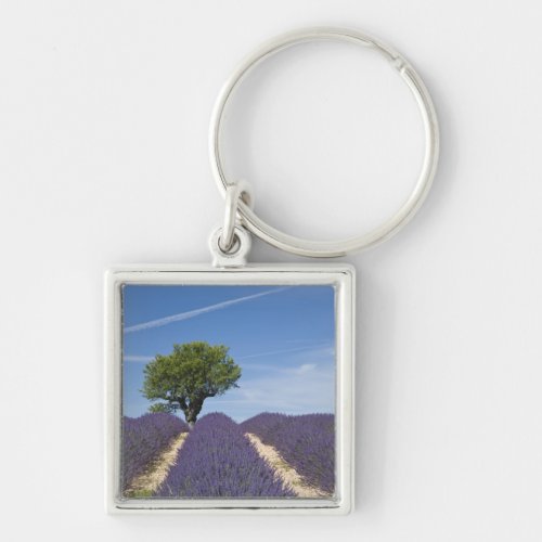 France Provence Rows of lavender in bloom 4 Keychain