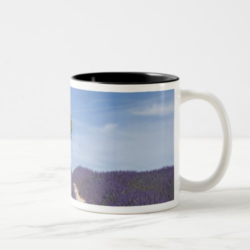 France Provence Rows of lavender in bloom 4 Two_Tone Coffee Mug