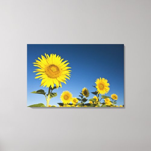 France Provence Valensole Sunflowers stand Canvas Print