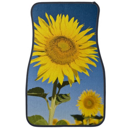 France, Provence, Valensole. Sunflowers stand Car Mat
