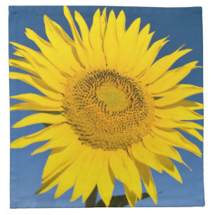 France, Provence, Valensole. Sunflowers stand Napkin
